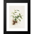 thumbnail image 2 of James Bateman 14x18 Black Modern Framed Museum Art Print Titled - Sobralia Decora (1837-1843), 2 of 5