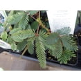 thumbnail image 4 of 20 Seeds -Sensitive Plant -Mimosa pudica -Leaves Move When Touched Colorful Flowers Ornamental Tropical, 4 of 6