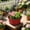 Green, variant on Shallow Succulent Plant Pots, Shallow Planter with Tray and Drainage Holes, Decorative Plastic Planters for Indoor and Outdoor Gardening, Succulent pots for Succulents Cactus and Herbs