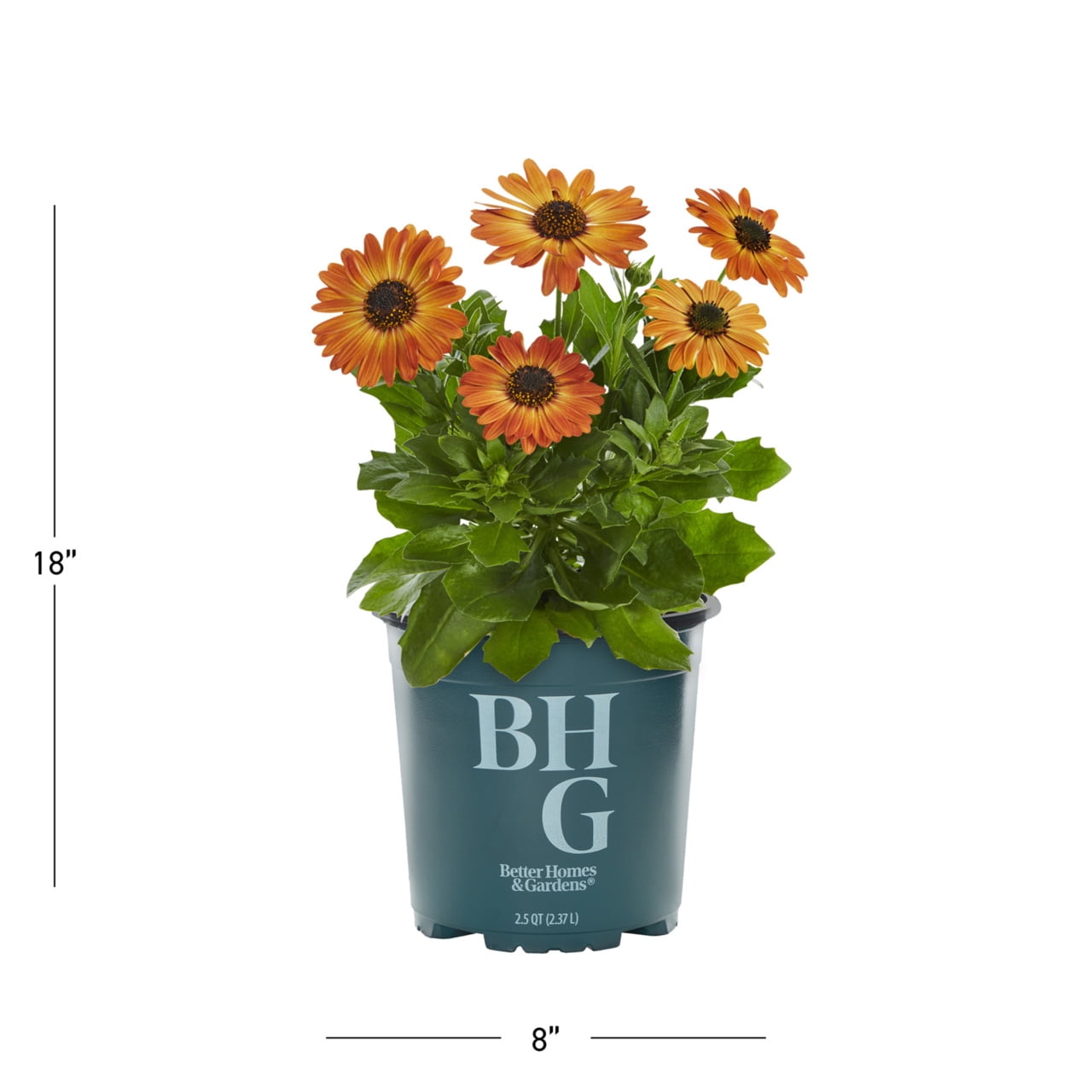 Better Homes & Gardens 1.5PT Orange Osteospermum Live Annual Plant Sun 5-Pack
