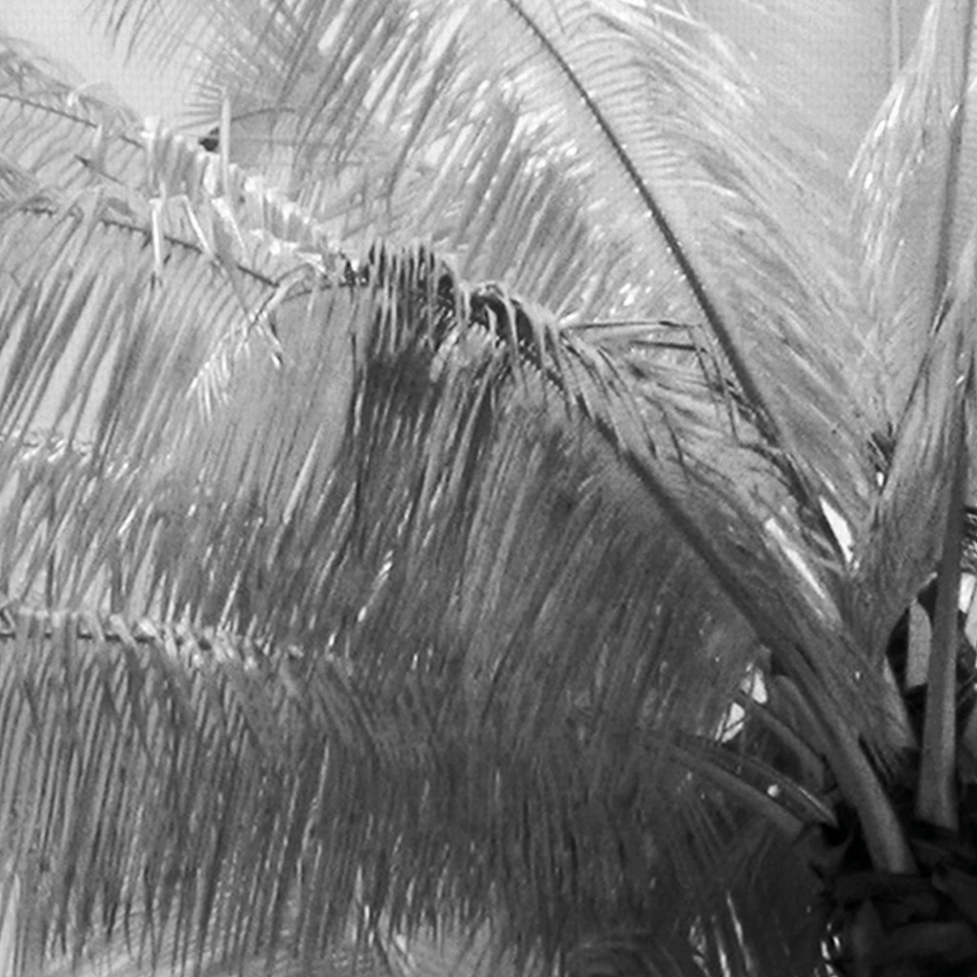 Kerala Focus by Bill Philip Palm Trees Photo Canvas Art