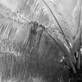thumbnail image 3 of Kerala Focus by Bill Philip Palm Trees Photo Canvas Art, 3 of 4