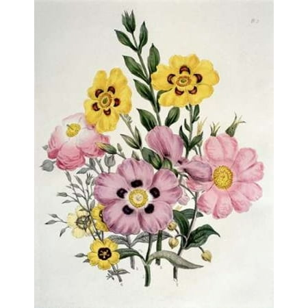 Yellow And Pink Mixed Flowers Cistus Canvas Art Sir Edward Burne Yellow And Pink Mixed Flowers Cistus Canvas Art Sir Edward Burne Jones 22