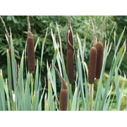Seedville 50 Cattails Flower Seeds, Water Pond Grass