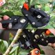 thumbnail image 3 of Tijeras de Injerto Profesionales, Perfectas para Jardinería, Poda e Injerto de Árboles y Plantas Frutales, 3 of 4
