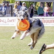 Hyperflite Z-Disc X-Comp Puncture Resistant Dog Flying Disc, 9.25-inch, for Large Dogs