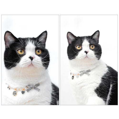 Cheers.US Decorative Cats Collar Vibrant Color Plastic Imitated