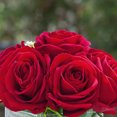 thumbnail image 3 of Enova Home Artificial Flowers Velvet Roses Fake Silk Flowers Arrangement in Cube Glass Vase with Faux Water for Home Office Wedding Decoration (Red), 3 of 4