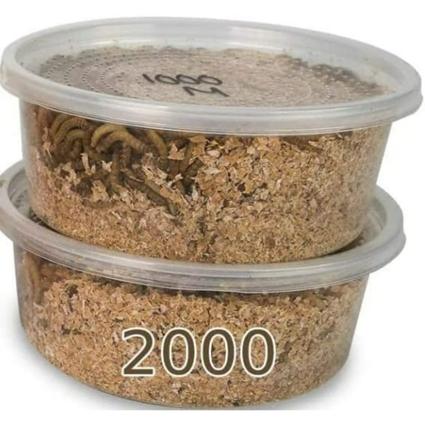2000ct Live Mealworms with Bait Cup with Food/Bedding