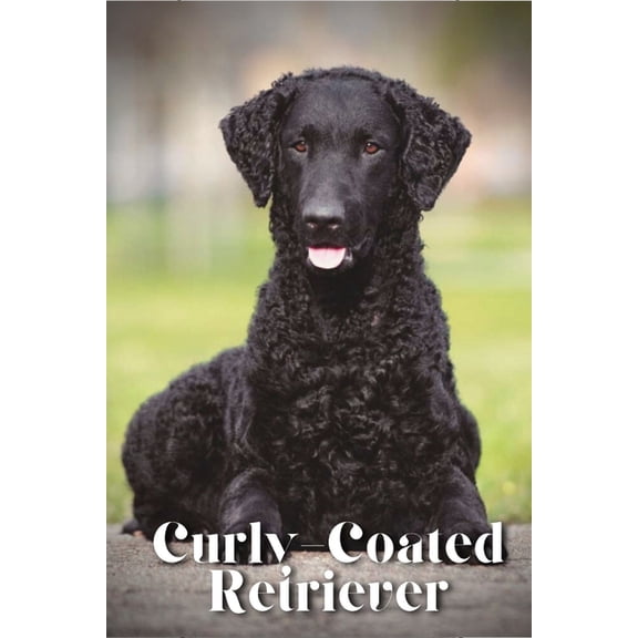 Curly-Coated Retriever: Dog breed overview and guide (Paperback)