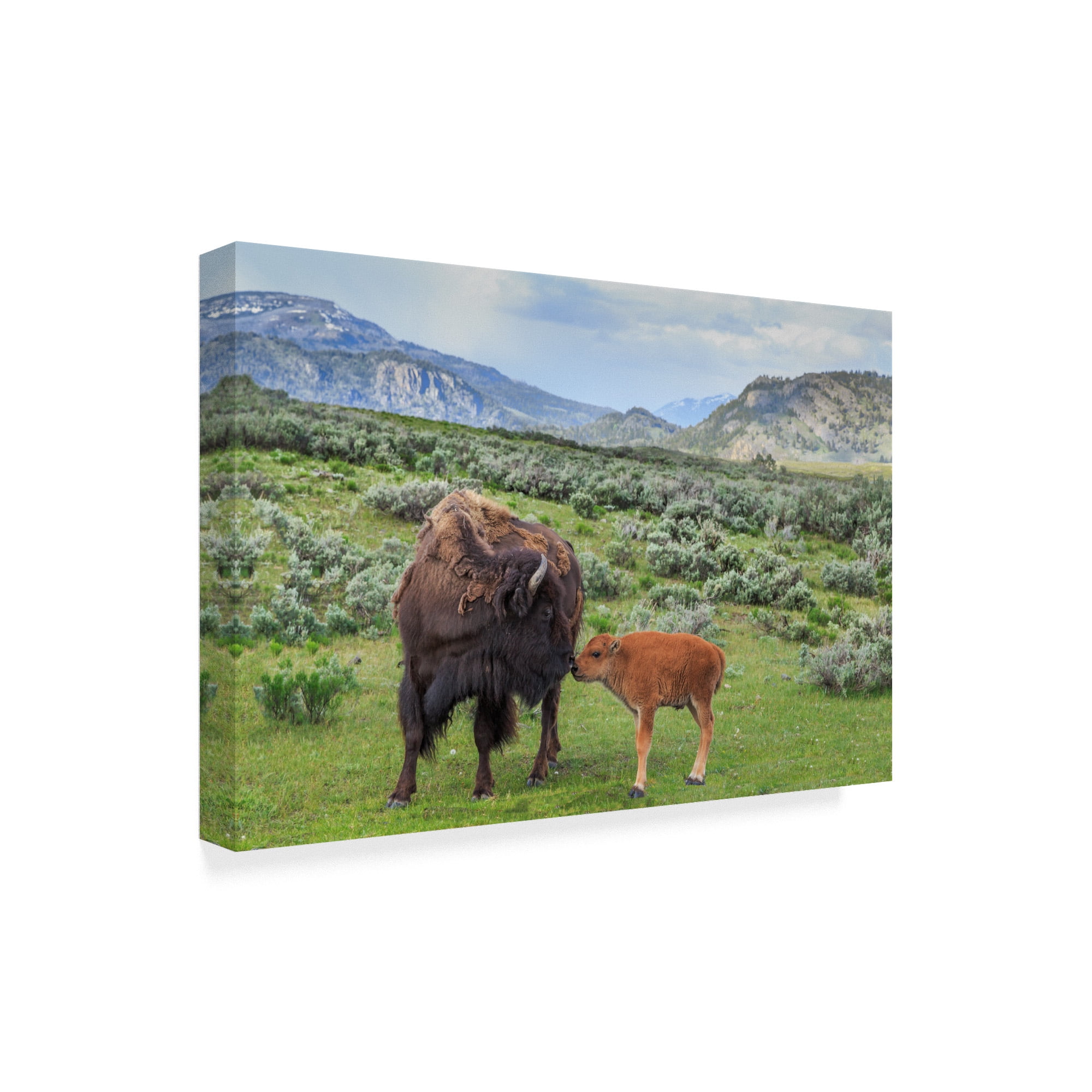 Trademark Fine Art 'Bison And Calf' Canvas Art by Galloimages Online