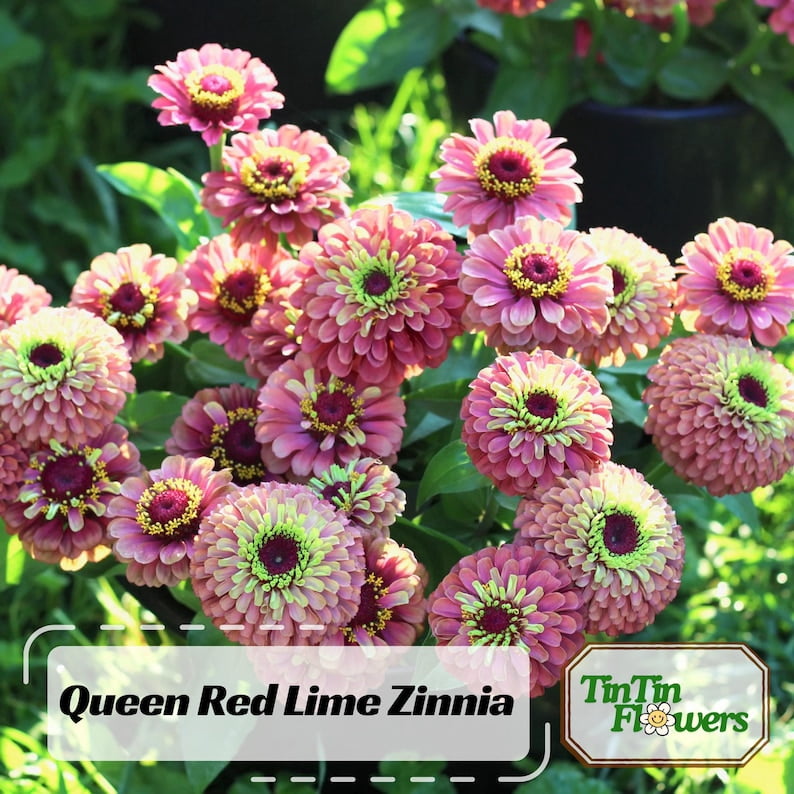 30 Seeds Queen Red Lime Zinnia - Open-Pollinated Flower Seeds for Planting