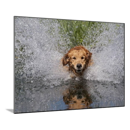 - Golden Retriever Water Entry Wood Mounted Print Wall Art By Lynn M. Stone