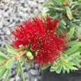 thumbnail image 3 of Little John Dwarf Bottlebrush  2 Large Gallon Size Plants  Callistemon Compact Heavy Blooming Shrub, 3 of 9