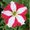 thumbnail image 3 of Amore Petunia 2 Gallon Hanging Basket Multicolor Trailing Petunia Multispecies Combo Annual Outdoor Live Plants Full Sun, 3 of 7