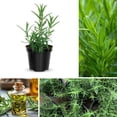 thumbnail image 2 of Set of 3 Blue Rosemary Plants Live, 4-8" Tall Fragrant Rosemary Herb Plant for Outdoor Garden and Containers, Well-Rooted Plants, 2 of 6