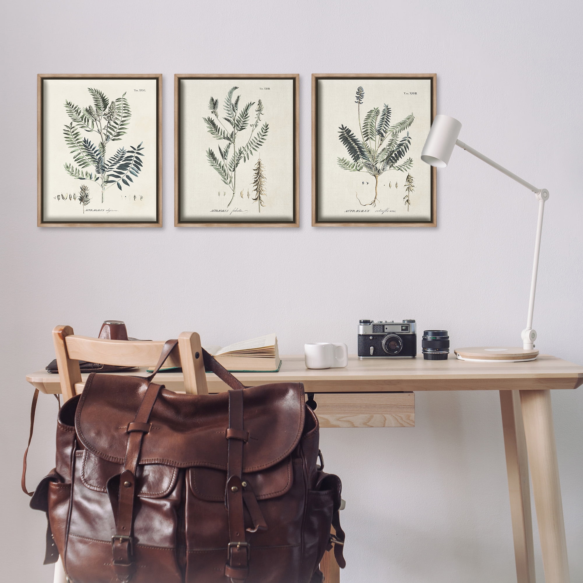 Stupell Industries Green Botanical Latin Study Botanical & Floral Drawing Brown Floater Framed Canvas Art Print Wall Art, 17 x 21, Set of 3