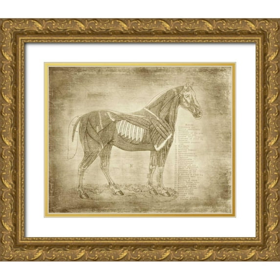 Murdock, Ramona 18x15 Gold Ornate Wood Framed with Double Matting Museum Art Print Titled - Horse Anatomy 401
