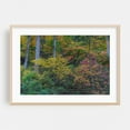 thumbnail image 2 of Admiring the Early Autumn Colors - York Pennsylvania Photography Autumn Forest Nature Woodland Scenic Wilderness Landscape Unframed Wall Art Print 8 x 12 inches, 2 of 7