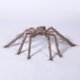 thumbnail image 3 of Halloween Big Plush Spider Horror Halloween Decoration Party Props Outdoor Giant Spider Decor 90cm Black Spider Plush Toy, 3 of 5
