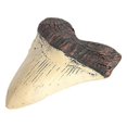 thumbnail image 1 of Megalodon Tooth Fossil Giant Tooth Megalodon Tooth Resin Replica, 1 of 5