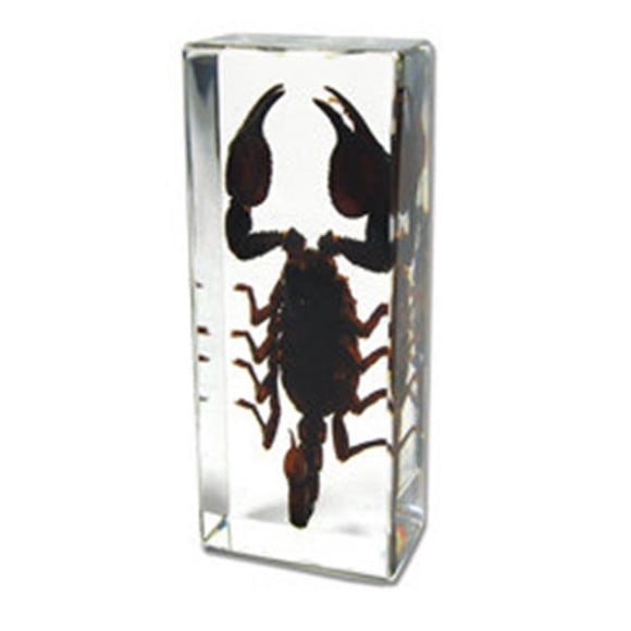 Poids du Papier Grand Scorpion Noir