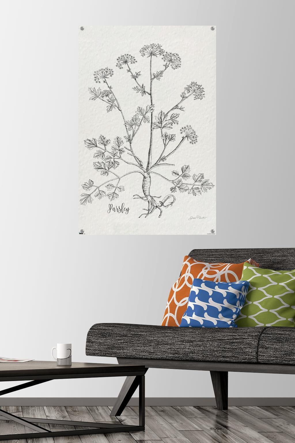 Jean Plout - Botanical Studies on Paper Parsley Wall Poster with Pushpins, 22.375" x 34"