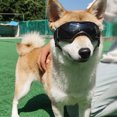 thumbnail image 3 of Wdftyju Gafas para perros Protección UV Gafas para mascotas Gafas impermeables a prueba de viento Gafas de sol Wdftyju 6uj4kn1vt9yt8xg6D02, 3 of 9
