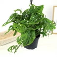 thumbnail image 5 of ELEMENT BY ALTMAN PLANTS 6" Swiss Cheese Plant Monstera Adansonii Live Plant Hanging Basket, Swiss Cheese Monstera Plant Live House Plants Indoors Live Plants Indoor Live Houseplants Live Indoor, 5 of 11