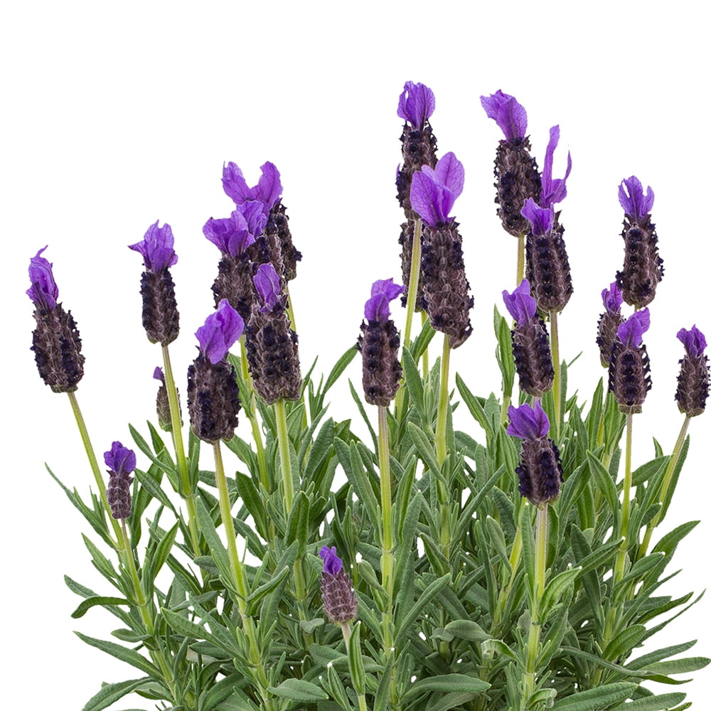 Expert Gardener 1.5G Spanish Lavender Live Plant Sun