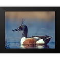 thumbnail image 2 of Fitzharris, Tim 18x14 Black Modern Framed Museum Art Print Titled - Northern Shoveler Drake, 2 of 5