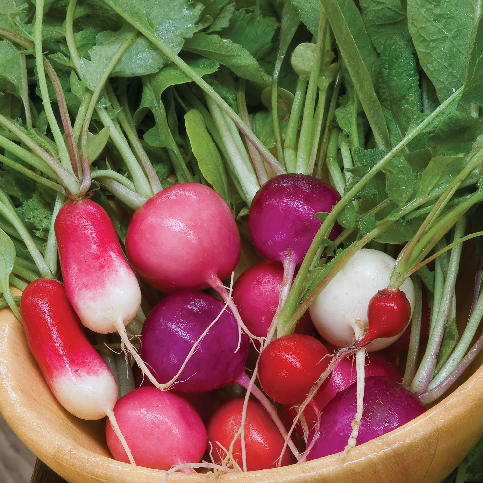 Burpee Cook's Custom Blend Radish Vegetable Seed, 1-Pack