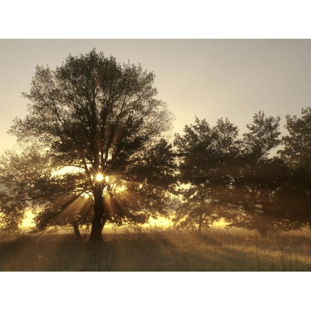 USA, Tennessee, Great Smoky Mountains National Park. Sunrise Through Fog and Trees at Cades Cove Print Wall Art By Ann