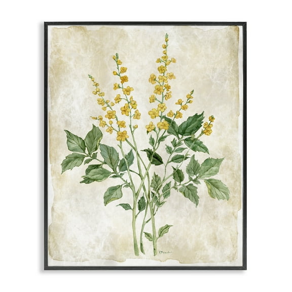 Stupell Industries Floral Journal Page Black Framed Giclee Art design by Paul Brent, 14 x 11