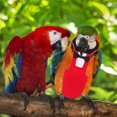 thumbnail image 2 of Shisuyan 1pc Parrot Birds Diaper Bird Bowknot Flight Suit Practical Pet Bird Supply, 2 of 9