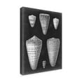 thumbnail image 2 of Trademark Fine Art 'Alabaster Shells I' Canvas Art by Vision Studio, 2 of 4