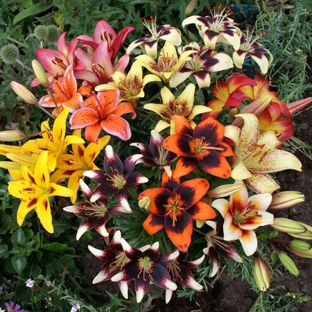 

Asiatic Lily Bulbs (Spring-Planted) - Tango Mix - 25 Bulbs Mixed Attracts Pollinators Cut Flower Garden Easy to Grow & Maintain Fragrant Dry Area Tolerant