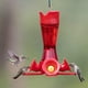 Woodstream Hummingbird 203CPBR 8 oz Perky Pincées à la Taille Verre Hummingbird Feeder – image 2 sur 4