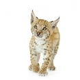 thumbnail image 2 of Lynx Cub Wall Mural by Wallmonkeys Peel and Stick Graphic (24 in H x 11 in W) WM258896, 2 of 4