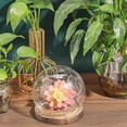 thumbnail image 3 of Round Shape Glass Cloche Globe Display Dome Cover Terrarium with Wood Base Decorative Display Case for Eternal Flower Plant Garage Kits Display 4.6x4.4 inch, 3 of 9
