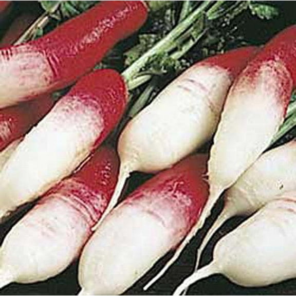 Radish French Breakfast Great Heirloom Vegetable By Seed Kingdom 15,000 Seeds
