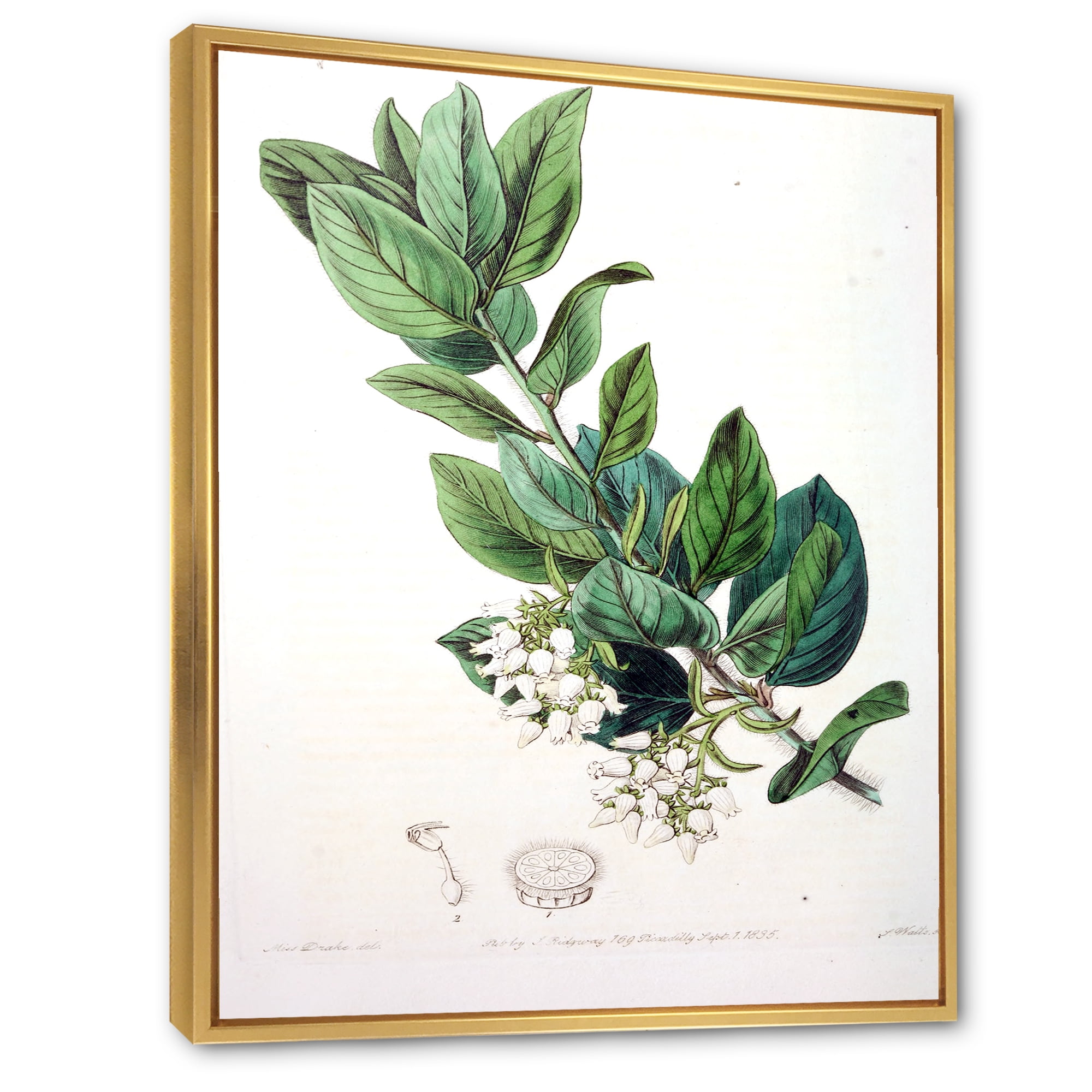 Designart 'Ancient Botanicals XX' Traditional Framed Canvas Wall Art Print