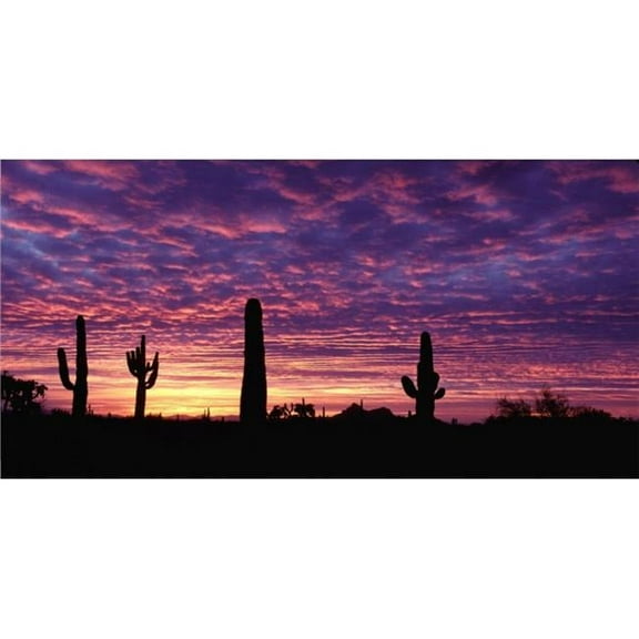 212 Main LPO5667 6 x 12 in. Arizona Sunset Pink & Azure Photo License Plate