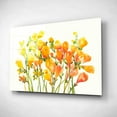 thumbnail image 2 of Epic Art 'Freesia I' by Tim O'Toole, Acrylic Glass Wall Art, 16"x12", 2 of 3