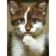 thumbnail image 1 of Cuadros Decorativos Kit de pintura de diamante 5D mosaico de taladro redondo completo de gato DIY (HJ497) Sywqhk Nuevos Originales, 1 of 9