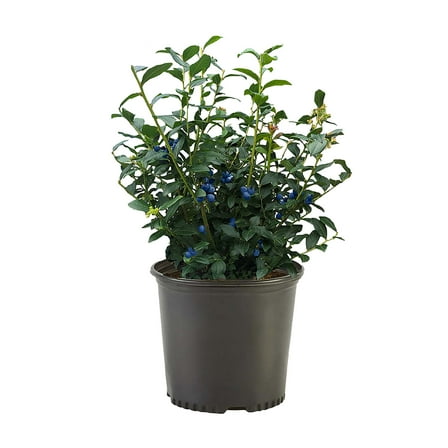 Expert Gardener Blueberry Legacy Live Shrub (1 Gallon)