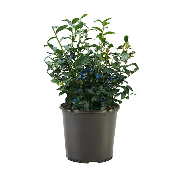 Expert Gardener Blueberry Legacy Live Shrub (2.25 Gallon)