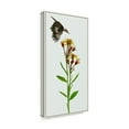 thumbnail image 2 of Trademark Fine Art 'Tephroseris Flammea I' Canvas Art by Melissa Wang, 2 of 4