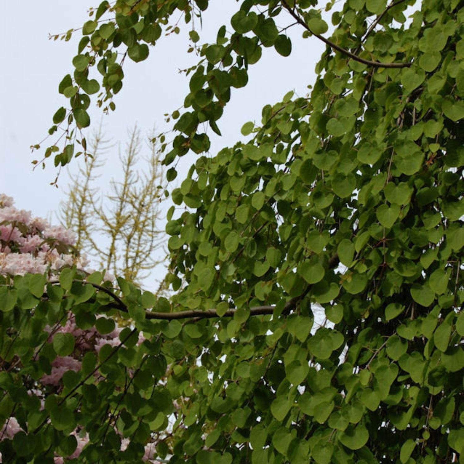 Expert Gardener 4-5' Katsura Morioka Weeping in 2 gal. Grower Pot