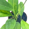 thumbnail image 6 of Hoya Pubicalyx in a 2 inch Pot, Live Rooted Potted Rare Succulent, 6 of 7